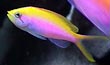 Barttlet's Anthias Fish